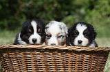 BERGER AUSTRALIEN PUPPIES 351